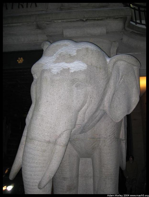 Closeup of Elephants